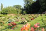 Visites découvertes du jardin concours de roses nouvelles et de la roseraie de l’ancien Hôpital Saint-Jacques au Roeulx